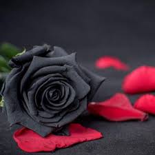سپیده جندقی خزان